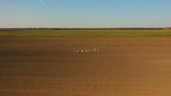 White Swans on a Plowed Field. Behind on the Horizon Autumn Forest. A Flock of Swans Is Preparing To