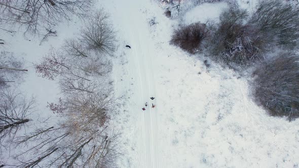 Aerial Drone View of Group of People Walking between Trees on a Field Covered with Winter Snow