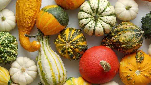 Colorful Mini Pumpkins on White Background
