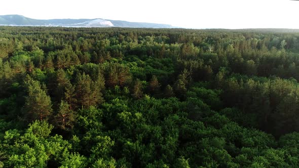 Top View of the Forest. Mountains River on the Background