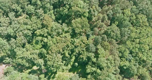Aerial scenic view of a green forest between mixed forest deciduous trees alt