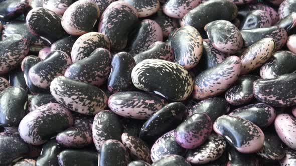 Dark spotted kidney bean. A large beans.