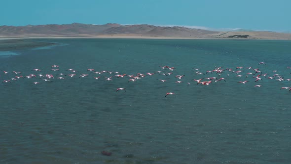 Drone footage of flamingos in flight desert in Paracas National Reserve in Peru 4K