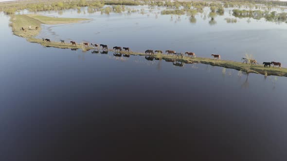 The Horse Herd Graze Along the Shore of the Lake, Wild Horses in Nature