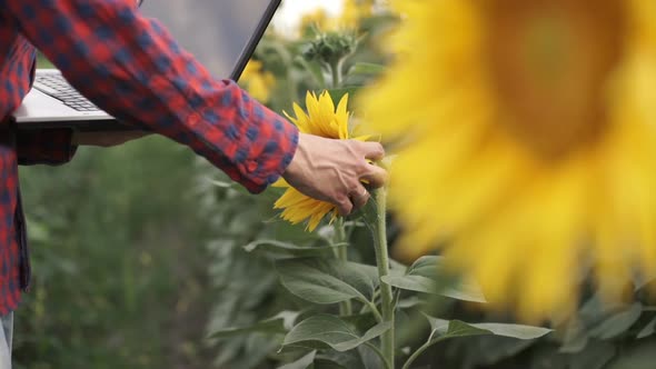 Farmer Uses a Computer on a Sunflower Field