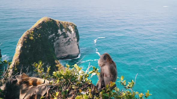 A Wild Monkey Sits on the Mountain Kelingking Beach on Nusa Penida Island in the Background