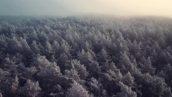 Amazing footage of pine forest in frost against sunrise