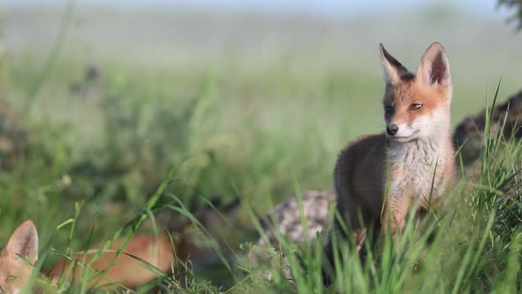 Red Fox Young Pups hiding on a grass. Vulpes vulpes