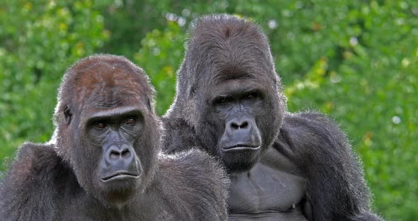 950002 Eastern Lowland Gorilla, gorilla gorilla graueri, Male and Female, real Time 4K alt