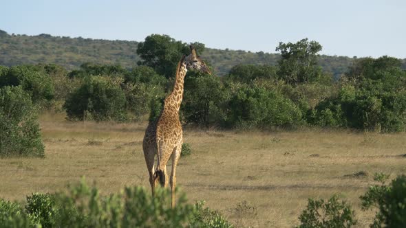 Giraffe walking near green bushes alt