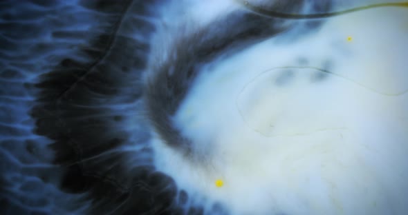 Abstract grey and blue colors dissolving in water creating psychedelic effect. Liquid color macro 