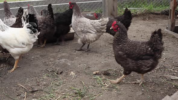 Happy Days on a Chicken Farm alt