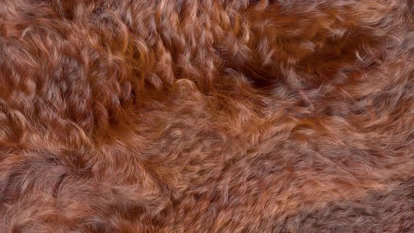 Brown Curly Fur Background HD