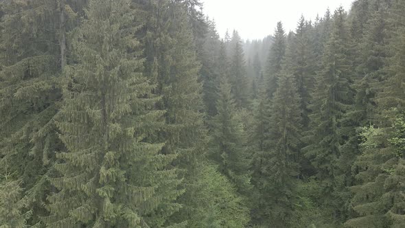 Ukraine, Carpathians: Forest Landscape. Aerial View. Flat, Gray alt
