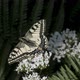 Swallowtail - VideoHive Item for Sale