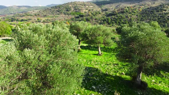 Mediterranean Landscape Drone Slowly Flying Through Olive Trees Beautiful Nature View of Green Grove alt