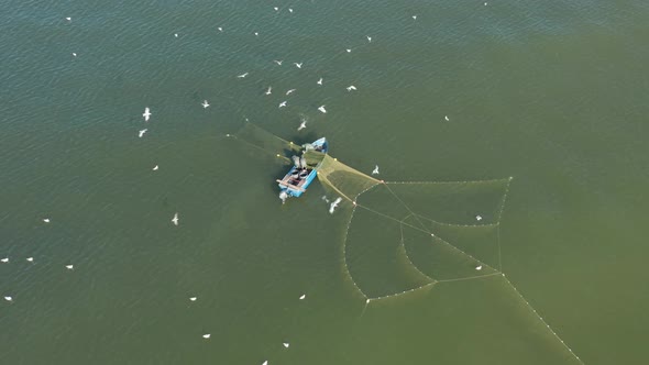 AERIAL: Fishermans Spread Nets in Water While Seagulls Trying to Catch Fish