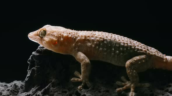 the Gecko Froze and Crouched on the Stone, but Suddenly Running Away From Danger During Night alt