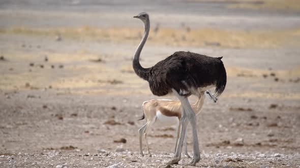 Ostrich Bird in the Wild
