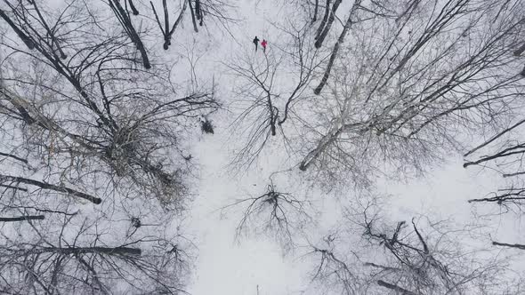 A Man and a Woman Run in the Winter Through the Woods Training and Doing Their Health alt