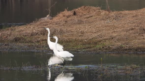 Little egrets dancing on pond area . alt