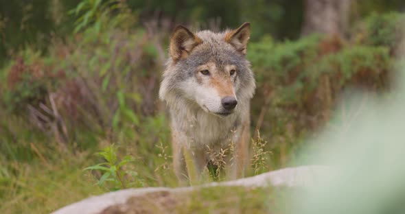 Closeup of Beautiful Grey Wolf Standing in the Forest Observing