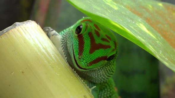 Crimson Giant Day Gecko under leaf licking bamboo alt