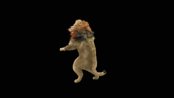 80 Lion Standing Magic Attack HD alt