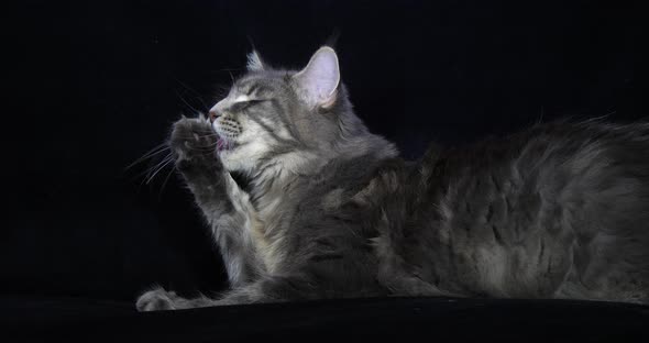 Blue Blotched Tabby Maine Coon Domestic Cat, Female laying against Black Background, Licking alt