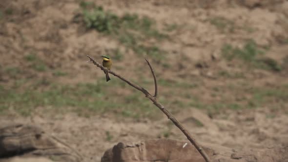 Bee-eater Taking Off the Branch in Super Slow Motion