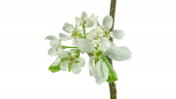 Apple Tree Blooming Time Lapse with Alpha Channel