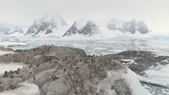 Penguins Colony Standing on Antarctica Mountain alt