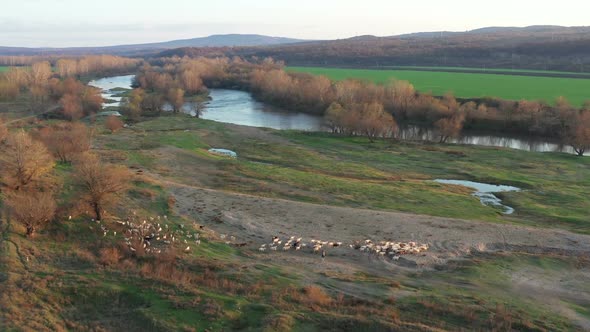 Herd Of Goats Around Maritsa River In Bulgaria 2 alt