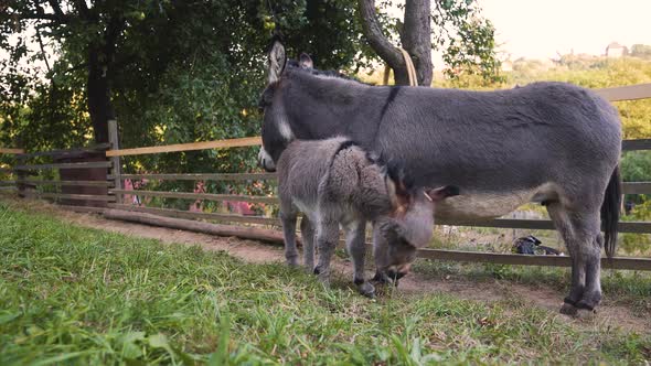 A cute little newborn miniature mediterranean donkey with a fringe clumsily trotting next to its mot alt