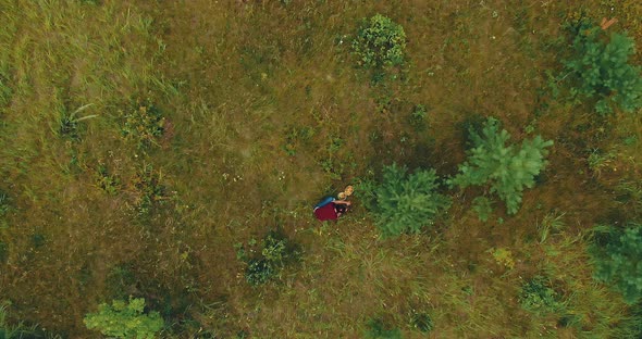 Aerial View a Woman Picks Mushrooms in a Coniferous Forest