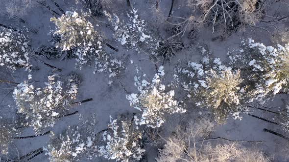 AERIAL: Top Shot of Flying Over Tall Trees Illuminated by  Golden Hour Light in Cold Winter