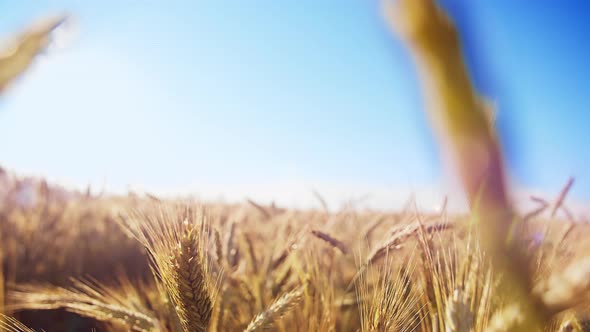 Close Up of Golden Wheat Field Against the Blue Sky Moving Camera
