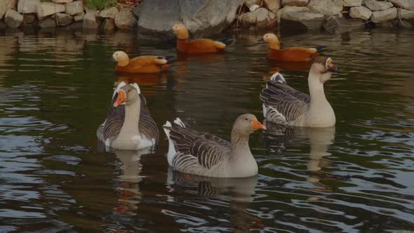 Three Gray Geese Swim in a Lake in the Park Against the Backdrop of Swimming Red Ducks alt