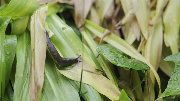 Snail or slug creeping over wet green with big water drops on the plant leaves while foraging for fo alt