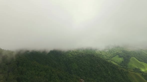 Misty Mountain Forest 08 alt