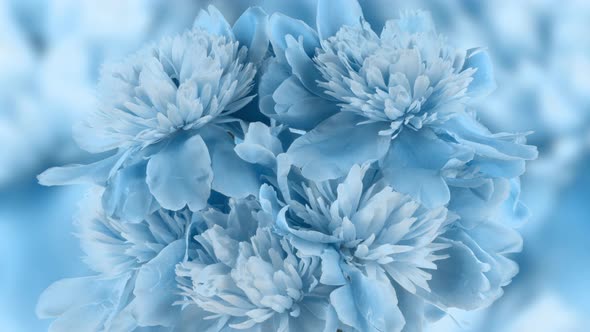 Beautiful Blue Peony Background, Stock Footage | VideoHive