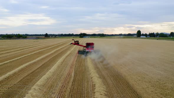 Wheat Fields