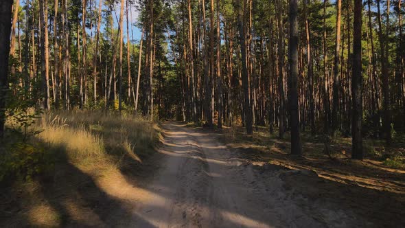 The Drone Flies Along a Dirt Road Through a Pine Forest