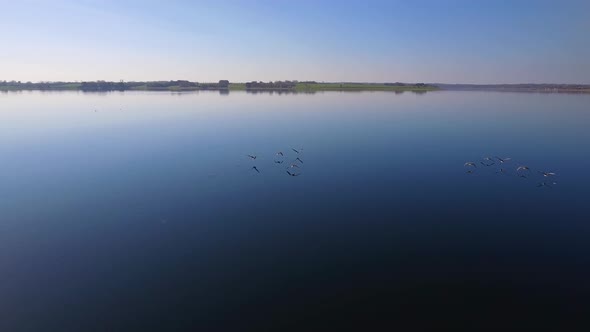 Camera Flying Above A Flock Of Geese Low Over The Water