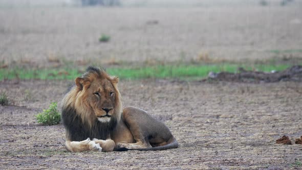 Black-Maned Lion Lying On The Ground Under The Rain In Nxai Pan, Botswana - Medium Shot alt