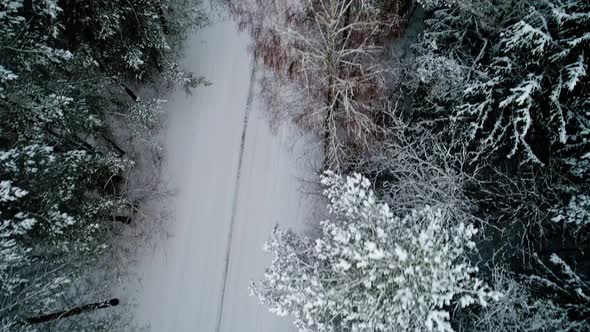 Aerial View of Winter Snowy Forest