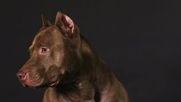 American Pit Bull Terrier on a Black Background