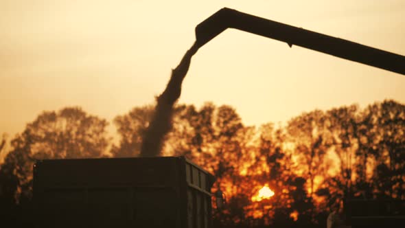 Wheat Harvest Concept alt