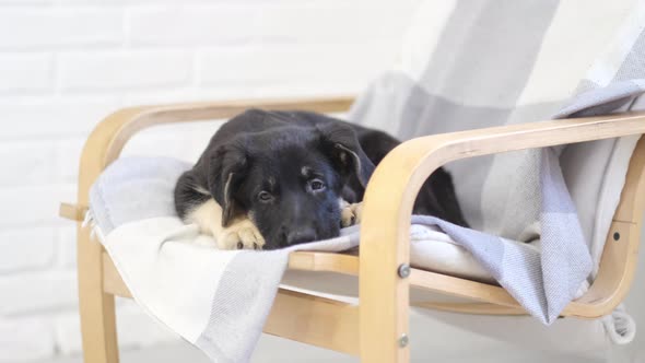 Portrait Cute German Shepherd Puppy Dog Lying on the Chair at Home Waiting Lovely Friend Owner alt