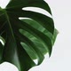 Trending House Plant Monstera. - VideoHive Item for Sale